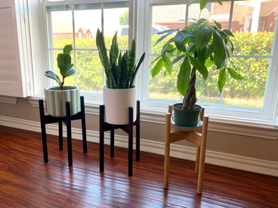 What My Morning(+Plant) Routine Looks Like