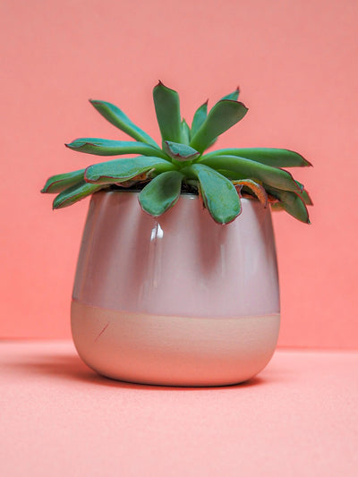 Top 10 Plantfluencers To Follow (Part 1)