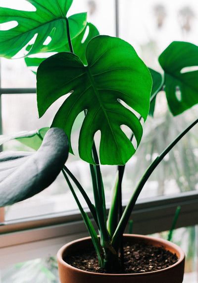 Top 10 Plant Youtube Videos